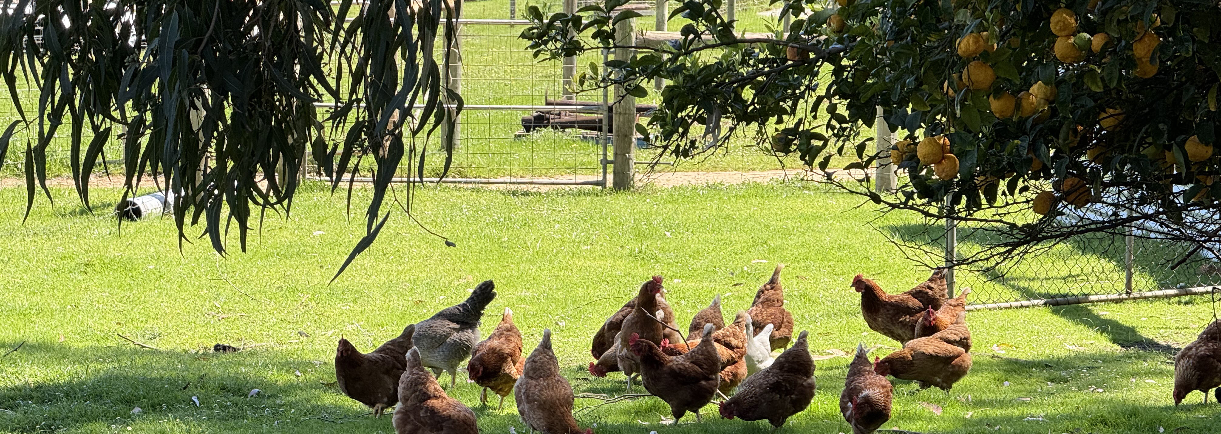 Farm Experience