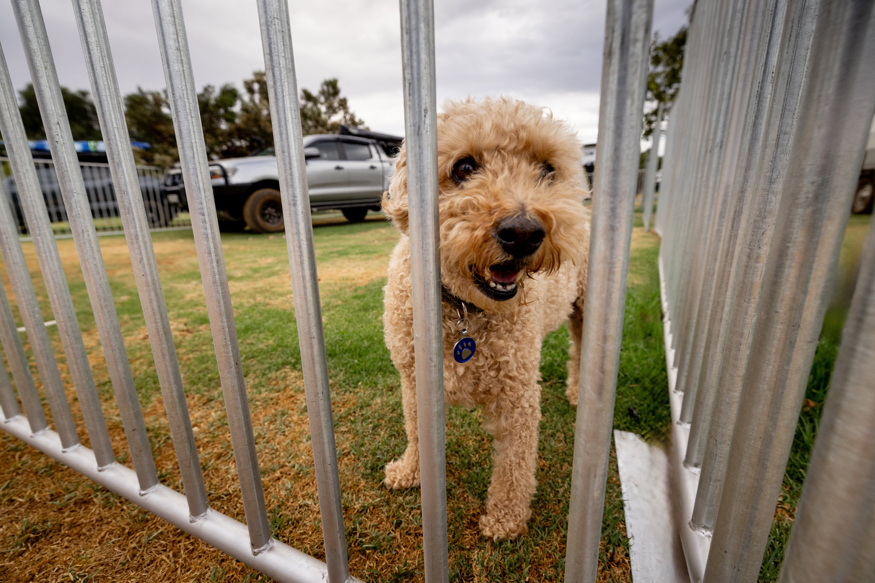 Bring Your Furry Friends